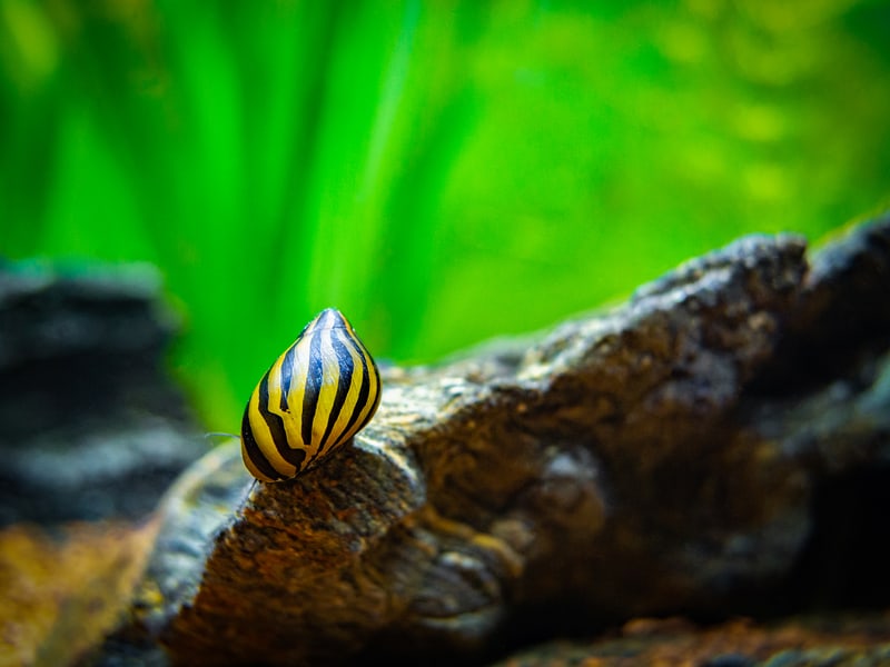 7 akvariesnegler til karet ditt (beste og verste)