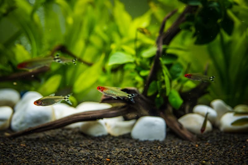 7 populære stimfisk til akvariet