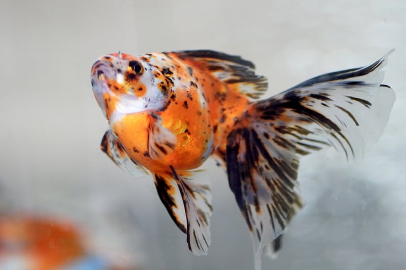 5 arter du kan ha sammen med gullfisk