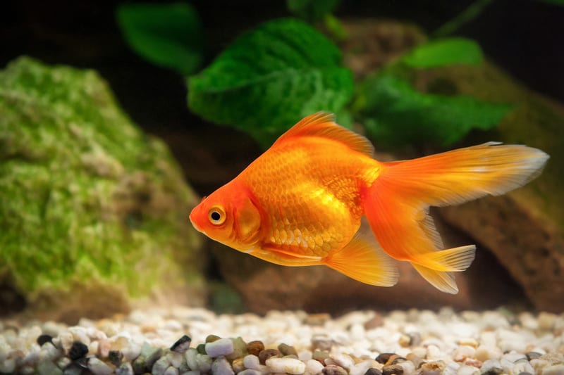 11 interessante fakta om gullfisk & slørhale