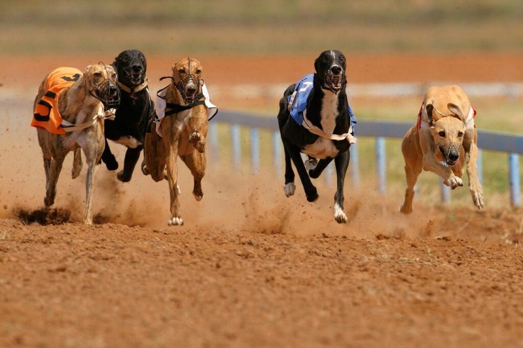 Fem greyhounds som løper så fort de klarer.