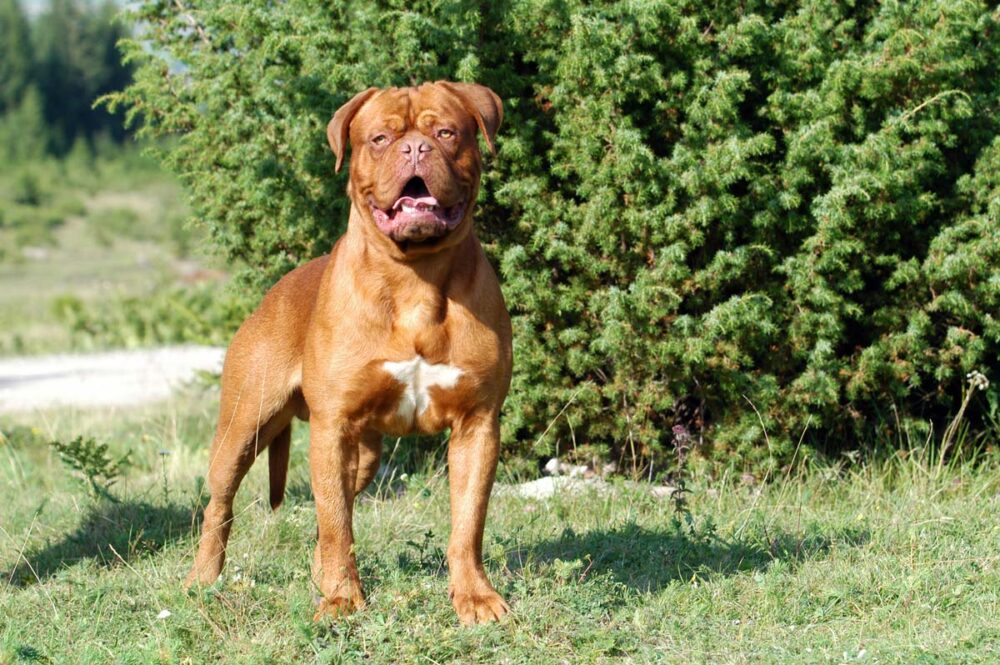 Raseprofil: Bordeaux dogge (Fransk mastiff)
