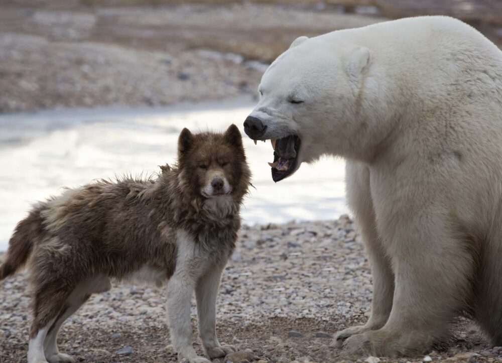 Raseprofil: Kanadisk eskimohund