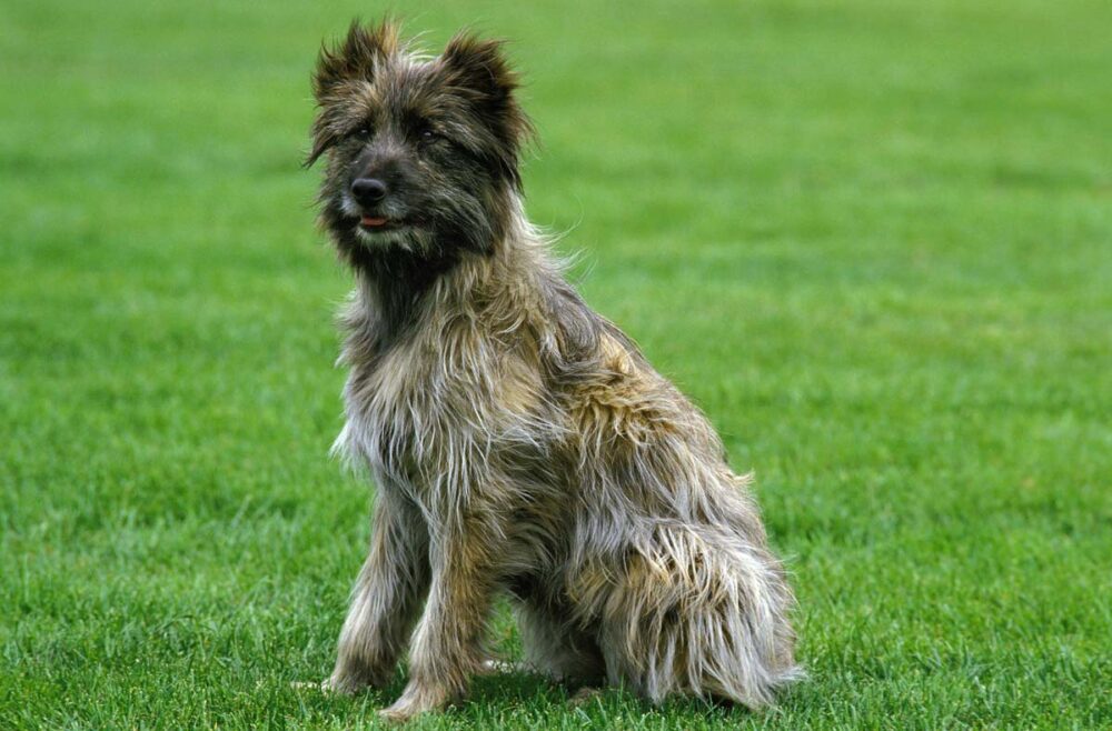 Raseprofil: Pyreneisk gjeterhund