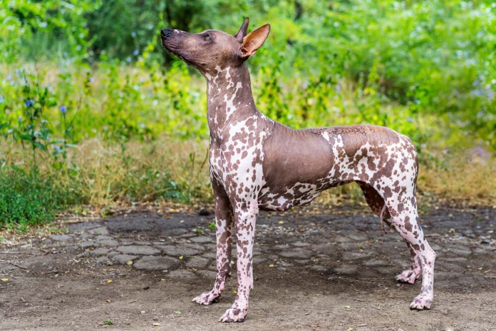 10 nakenhunder: Hårløse hunderaser 