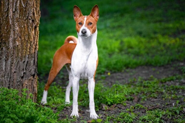 No Fillers And Grains In Basenji Diets photo