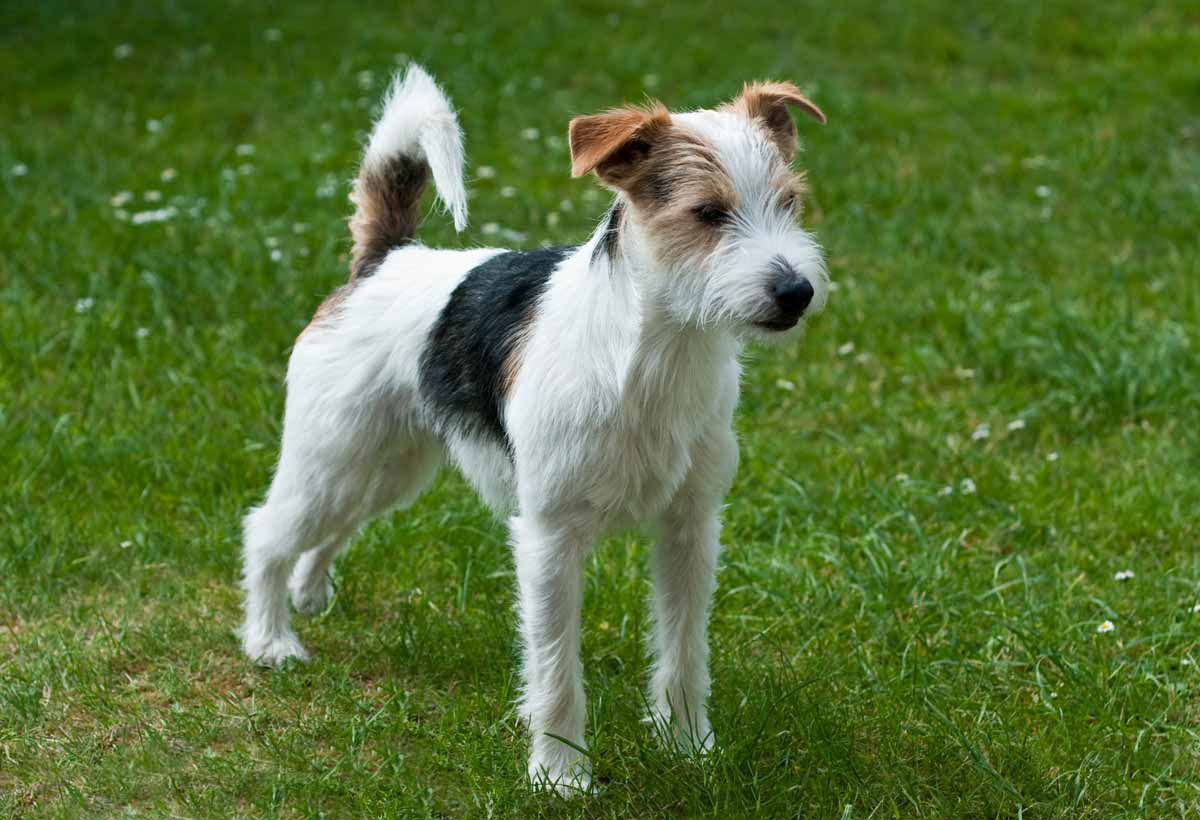 Raseprofil: Parson russell terrier