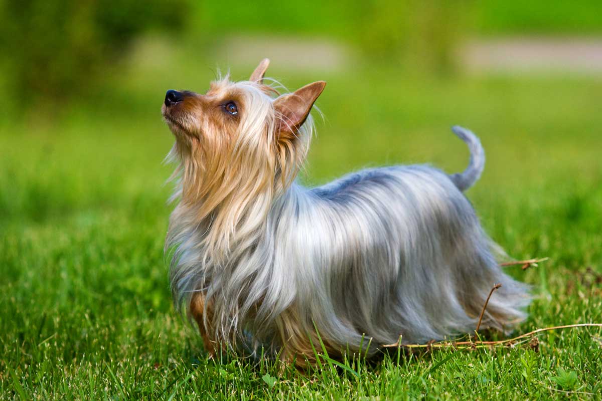 Raseprofil: Silky terrier