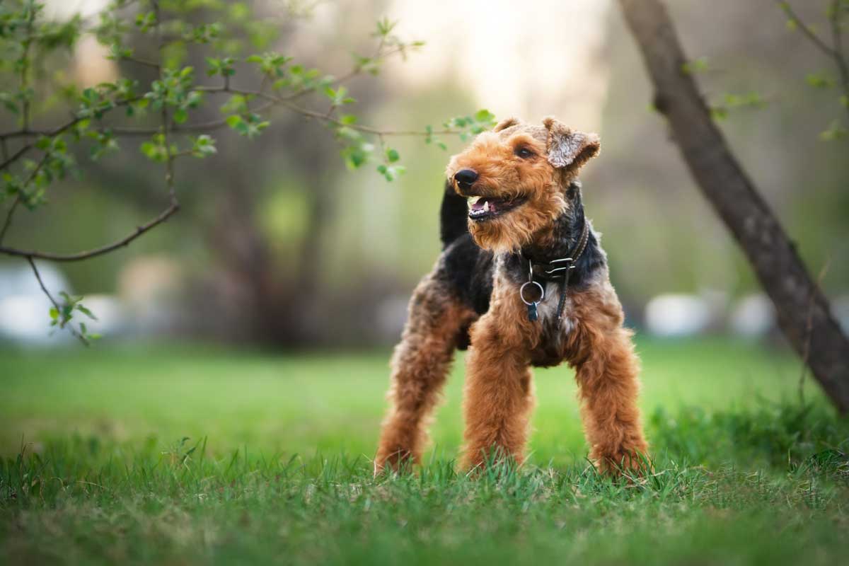 Raseprofil: Welsh terrier