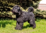 Raseprofil: Bouvier des flandres