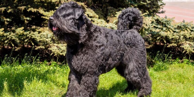 Raseprofil: Bouvier des flandres