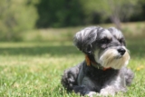 Raseprofil: Dvergschnauzer
