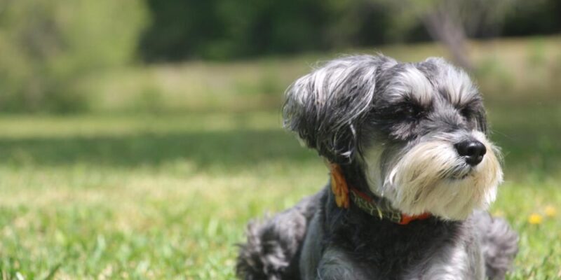 Raseprofil: Dvergschnauzer