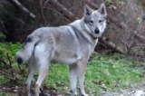 Raseprofil: Tsjekkoslovakisk ulvehund