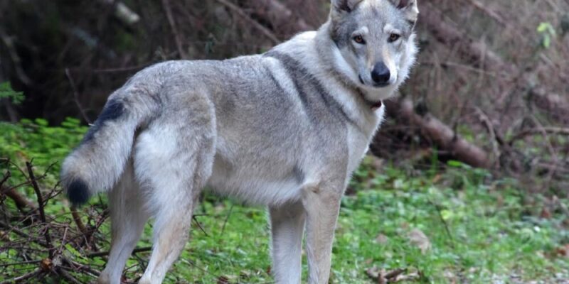 Raseprofil: Tsjekkoslovakisk ulvehund