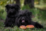 Raseprofil: Affenpinscher
