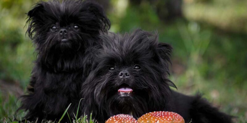 Raseprofil: Affenpinscher