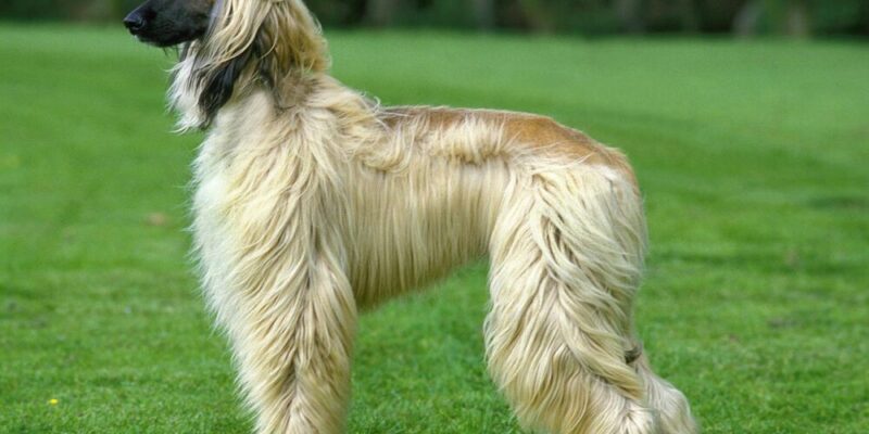 Raseprofil: Afghansk mynde