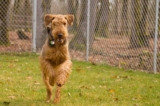 Raseprofil: Airedale terrier