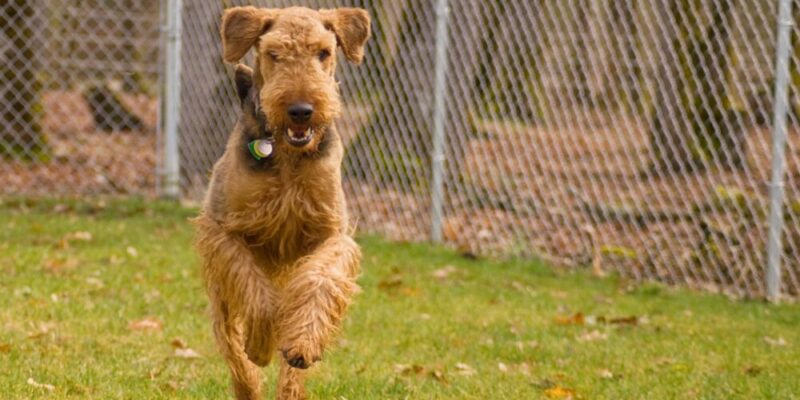 Raseprofil: Airedale terrier