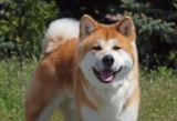13 interessante fakta om akita