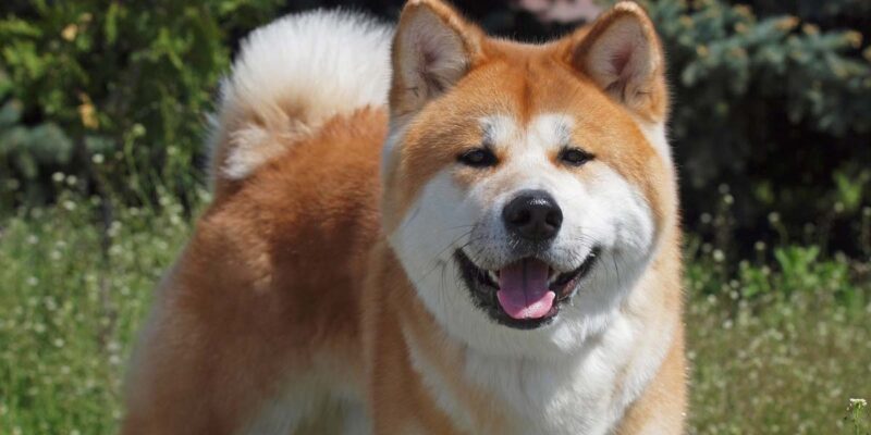 13 interessante fakta om akita