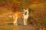 Raseprofil: Akita