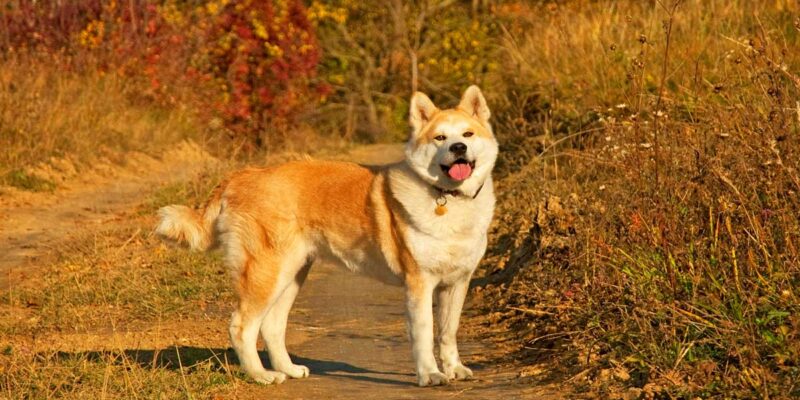 Raseprofil: Akita