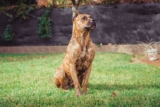 Raseprofil: Alano (spansk bulldog)