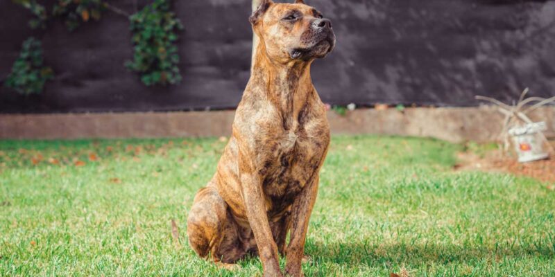 Raseprofil: Alano (spansk bulldog)