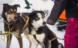 Raseprofil: Alaska husky