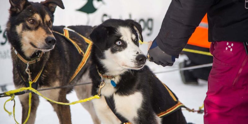Raseprofil: Alaska husky