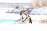 Raseprofil: Alaskan malamute