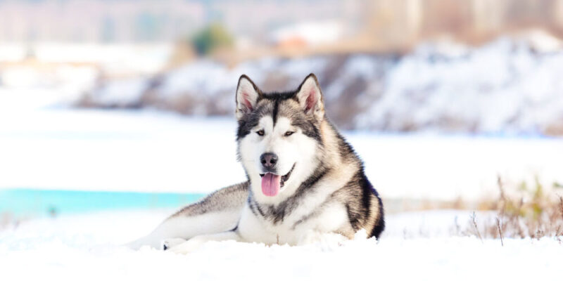 Raseprofil: Alaskan malamute