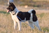 Raseprofil: Amerikansk akita