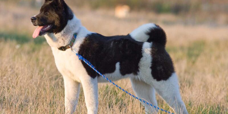 Raseprofil: Amerikansk akita