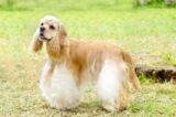 Raseprofil: Amerikansk cocker spaniel