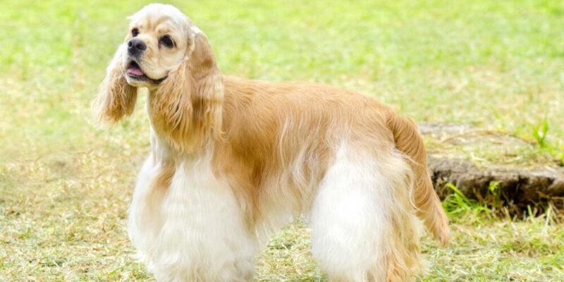 Raseprofil: Amerikansk cocker spaniel