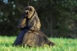 9 interessante fakta om amerikansk cocker spaniel