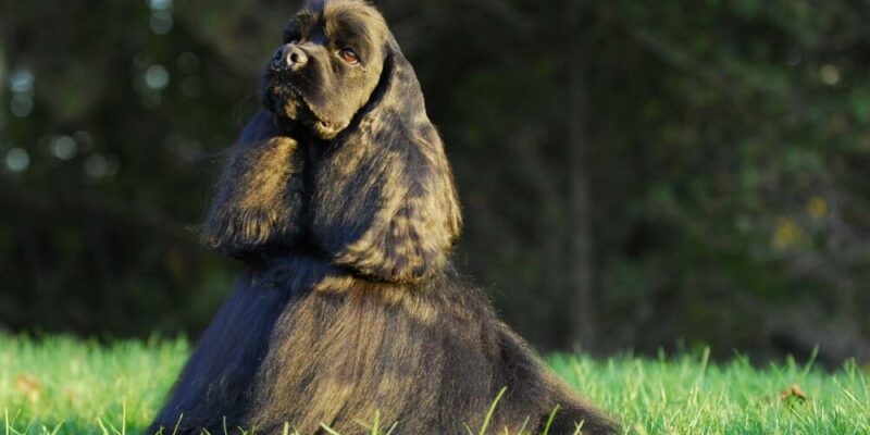 9 interessante fakta om amerikansk cocker spaniel