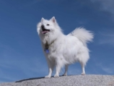 Raseprofil: Amerikansk eskimohund