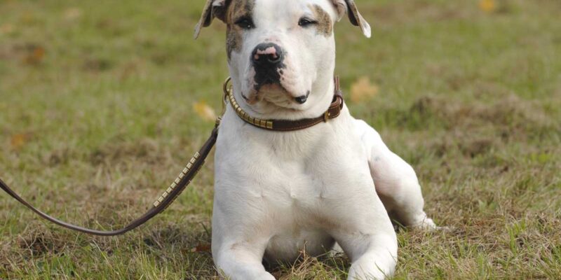 Raseprofil: Amerikansk bulldog