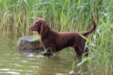 Raseprofil: Amerikansk vannspaniel