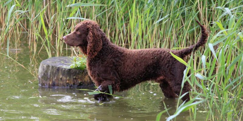 Raseprofil: Amerikansk vannspaniel