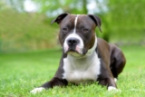 Raseprofil: Amerikansk staffordshire terrier (amstaff)