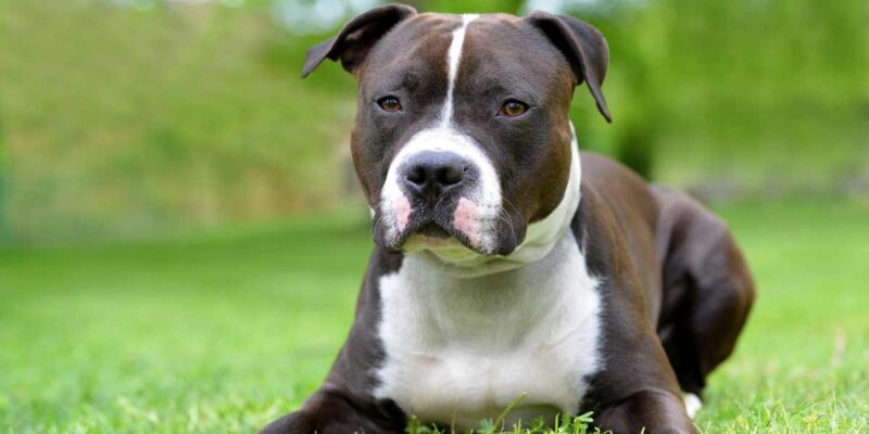 Raseprofil: Amerikansk staffordshire terrier (amstaff)
