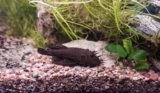 Guide til hold av ancistrus sp. i akvariet