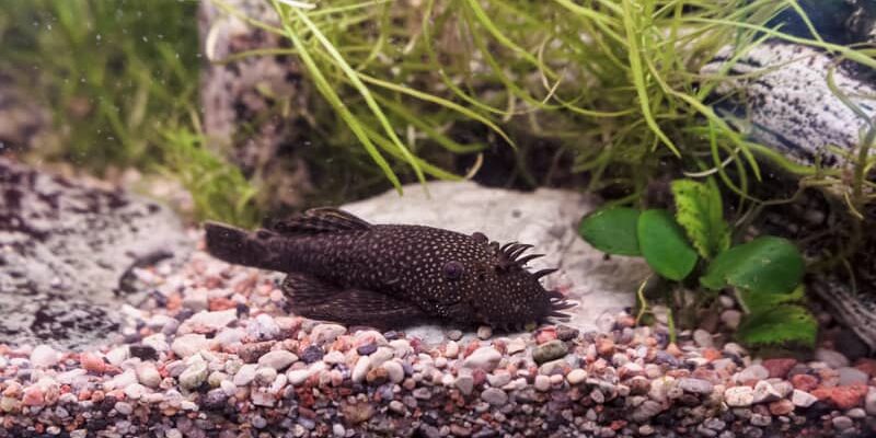 Guide til hold av ancistrus sp. i akvariet