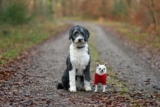 Raseprofil: Aussiedoodle