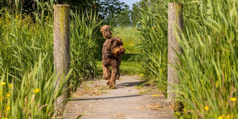Raseprofil: Australian cobberdog
